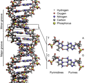 350px-DNA_Structure+Key+Labelled.pn_NoBB
